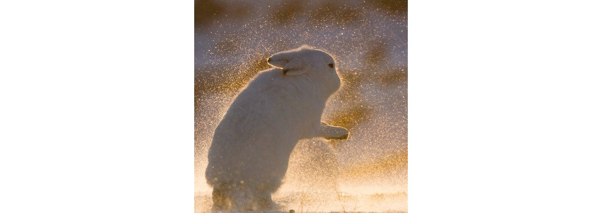 Fem tips til en hverdag med fotografi fra Morten Hilmer