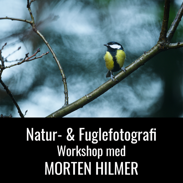Workshop: Fotografer Fugle og Natur med Morten Hilmer