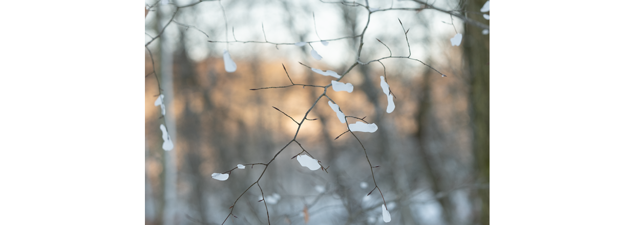 Fem fejl, nr du fotograferer sne  og hvordan du lser dem