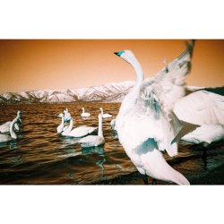 LomoChrome Analogue Trio Mixed Film Pack 35 mm 