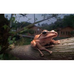 LAOWA 15mm f/4 Macro 1:1 Shift til L-Mount