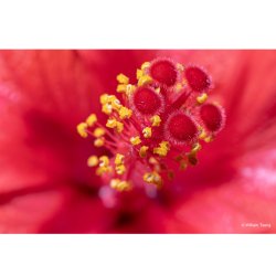 LAOWA 65mm f/2,8 2X UltraMacro APO Nikon Z (APS-C)