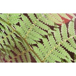 FILM WASHI X - ISO 100 135